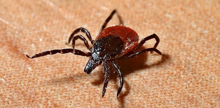 75 человек в Алтайском крае пострадали от укусов клещей за неделю