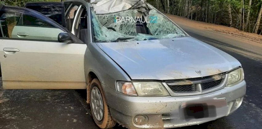 На Алтае водитель сбил лося — животное погибло, люди в машине получили травмы