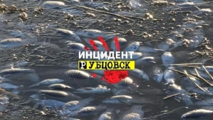 Минприроды выяснит причину гибели рыбы на озере под Рубцовском