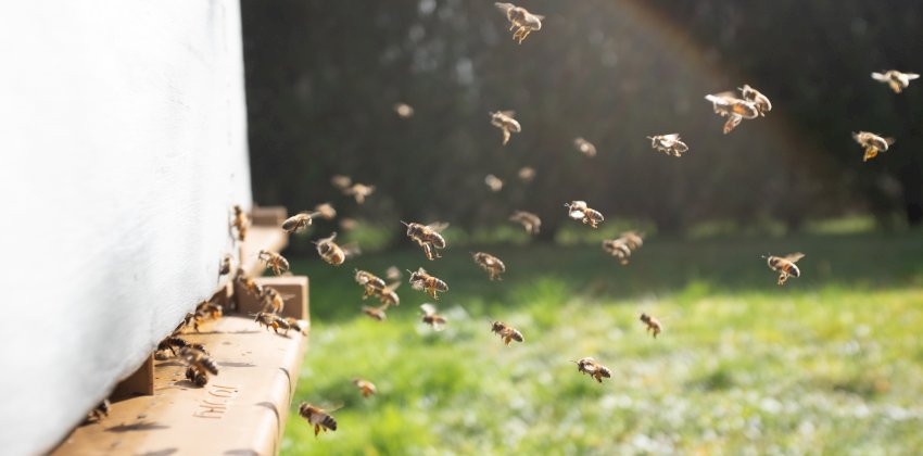 Рапс спасли, а пчёл уничтожили. Почему алтайские пасечники и фермеры не могут ужиться на одних полях и отравляют жизнь друг другу?