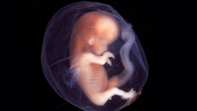 Минюст ответил на предложение РПЦ закрепить за эмбрионом право на жизнь
