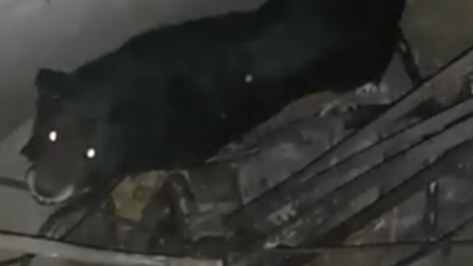 Алтайские спасатели вытащили провалившуюся в открытый люк собаку 