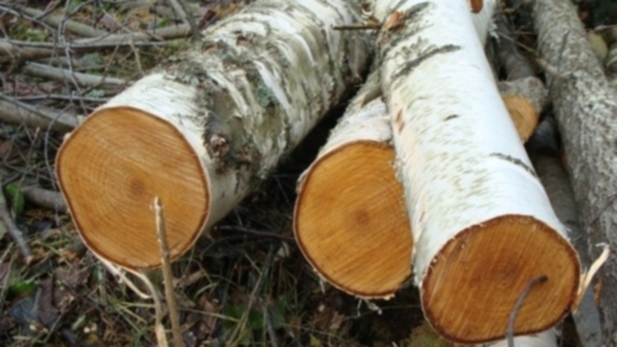 В Алтайском крае выявили незаконную рубку леса на 6,4 млн рублей