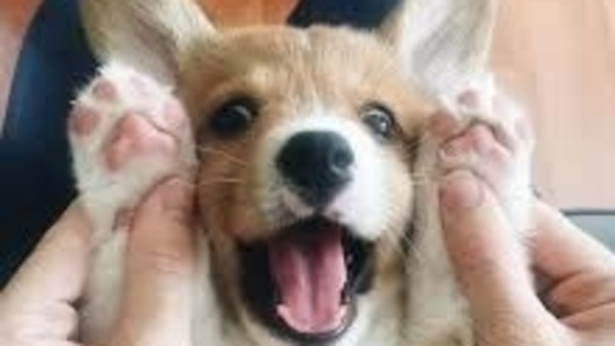 Собаки эльфов: фотографии очаровательных вельш-корги