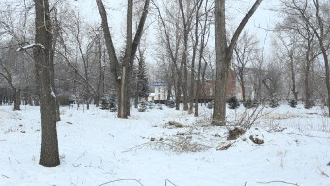 560 деревьев незаконно спилили в парке 