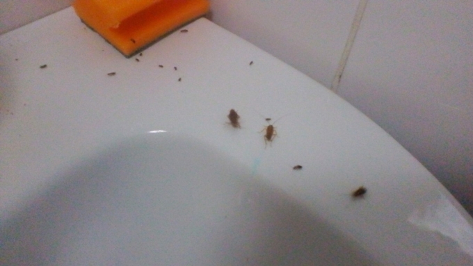 Барнаульцы пожаловались на тараканов в детской больнице