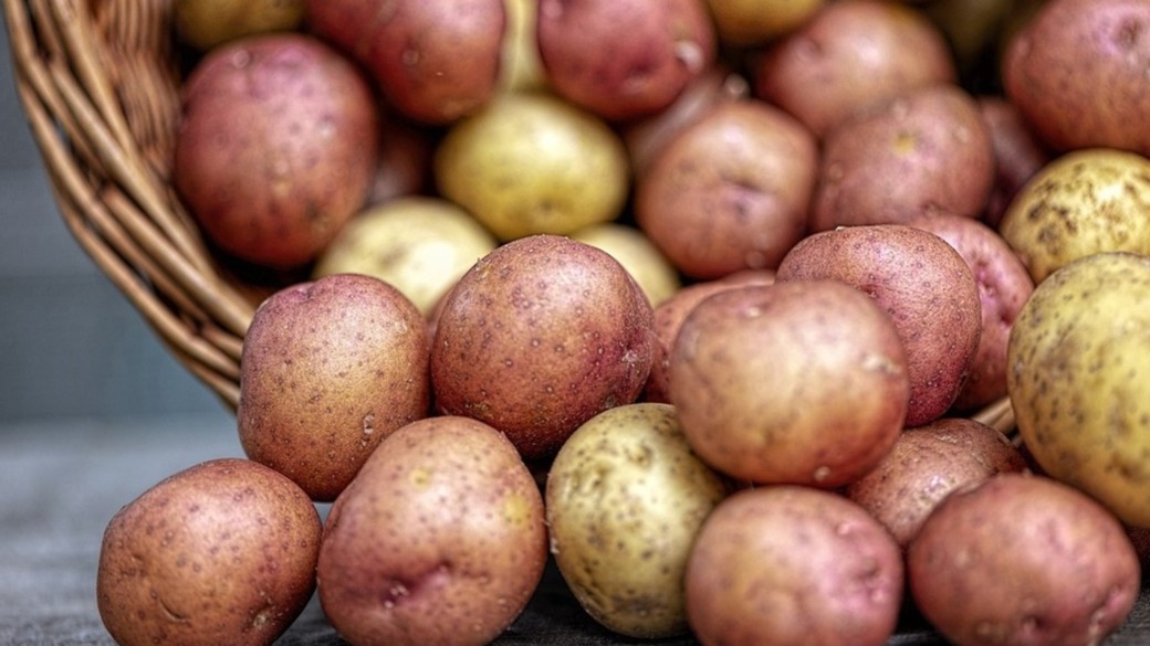 Эксперт предупредил россиян об опасности старого картофеля