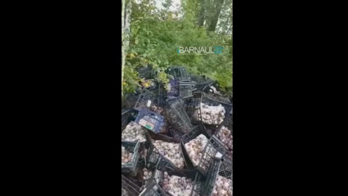 Свалку испорченных слив нашли в лесополосе недалеко от аэропорта Барнаула
