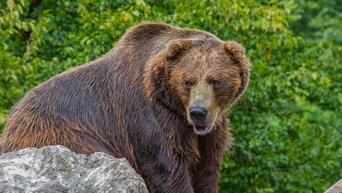 Медведь убил смотрителя маяка на Камчатке