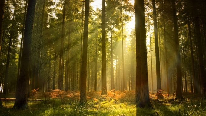 Арендаторам предлагают отказаться от рубок алтайского леса в особых местах