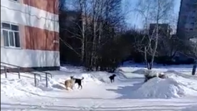 Детей пугает свора собак на территории школы в Барнауле