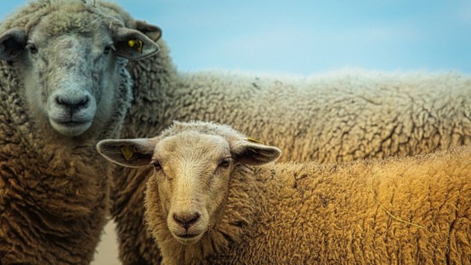 Ученые выяснили, когда на Алтае появились овцы