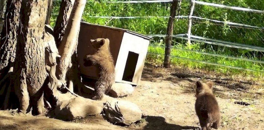 В Алтайском заповеднике рассказали, как живут медвежата-сироты Сюрприз и Редис, которых привезли из Красноярского края
