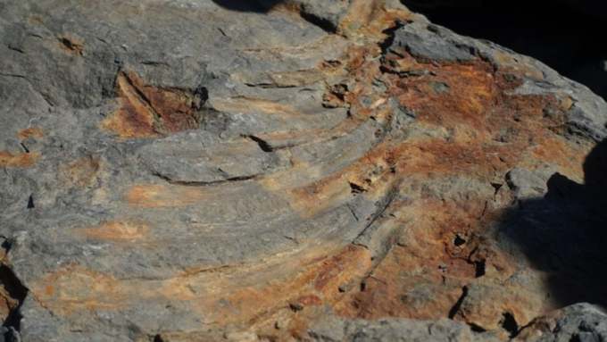 Семилетний житель Владивостока нашел древние останки ихтиозавра 