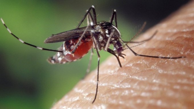Чеши отсюда. Стоит ли ждать нашествия комаров на Алтай и чем они опасны для людей