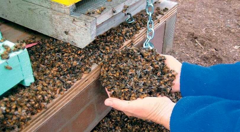  Рапс спасли, а пчёл уничтожили. Почему алтайские пасечники и фермеры не могут ужиться на одних полях и отравляют жизнь друг другу? 