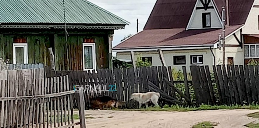 Три огромные бездомные собаки держат в страхе жителей алтайского села
