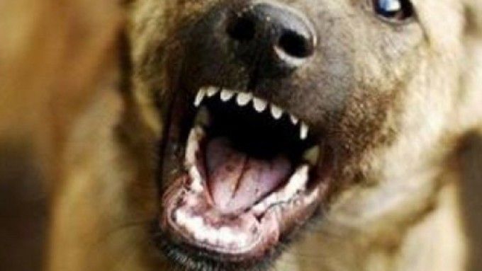 Рубцовчанин спас ребенка от стаи бродячих собак