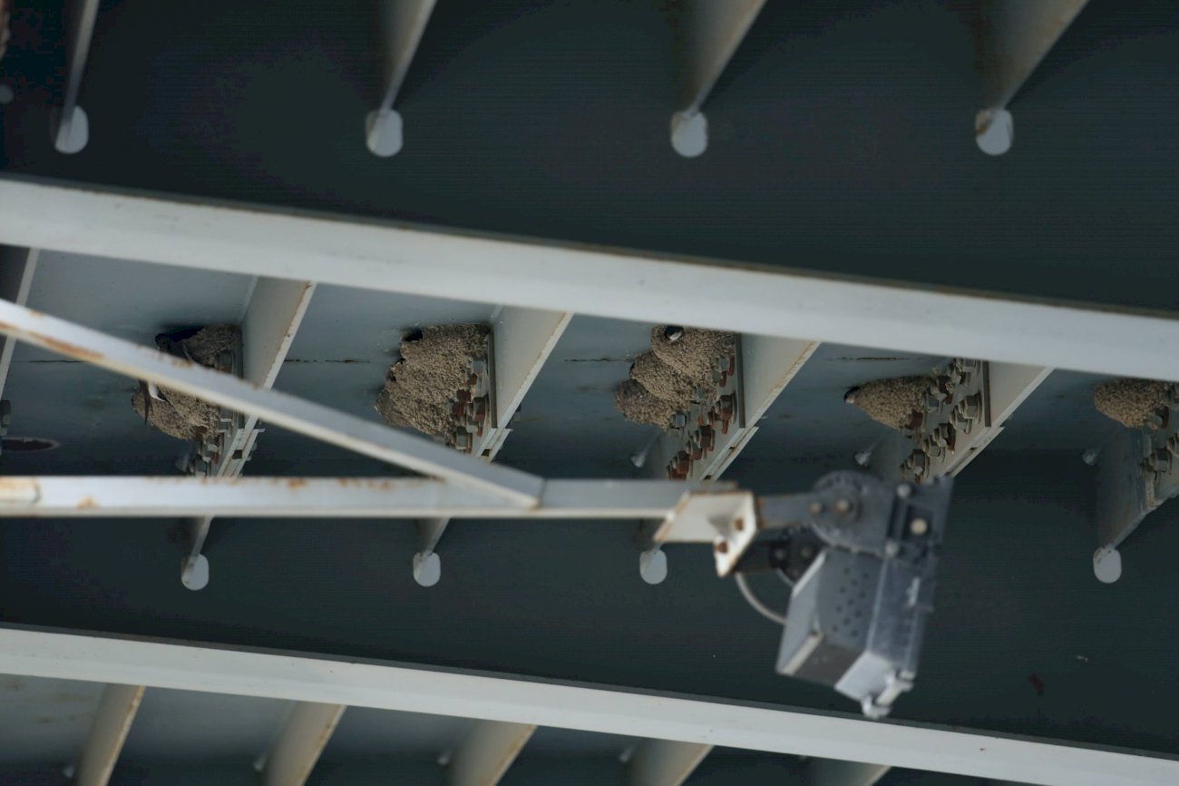 Ласточкины гнезда под Новым мостом. Кажется это те самые ласточки, из-за которых перенесли сроки сноса Речного вокзала 
