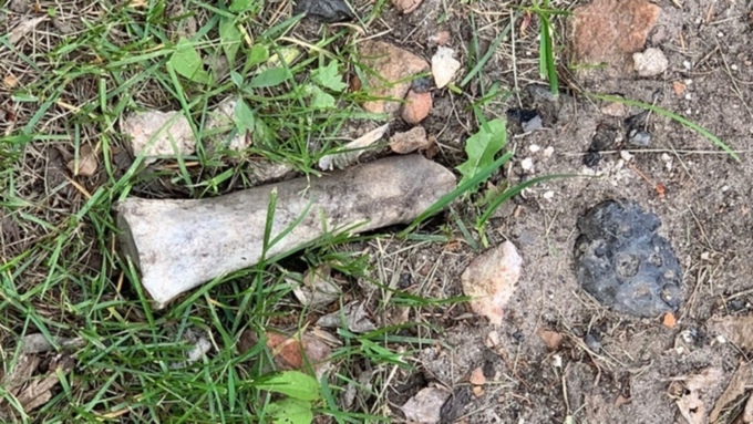 Кости в месте высадки елей нашли в Барнауле