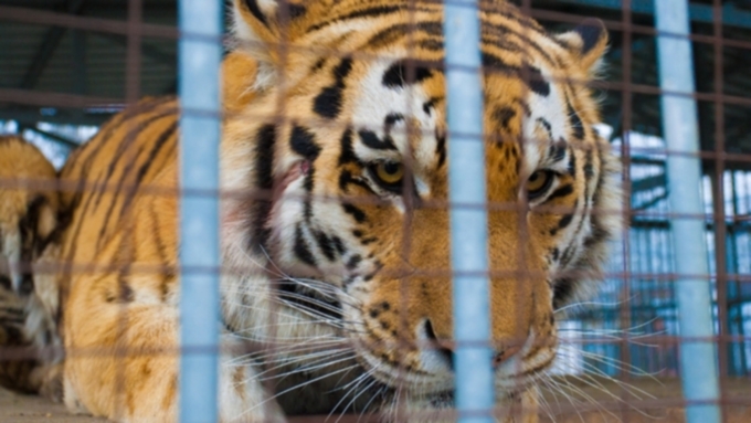 Девочке, пострадавшей от тигра в Барнауле, сделали две операции