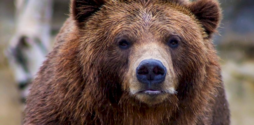 Сростинская паника. Большой медведь вышел к окрестностям села на Алтае