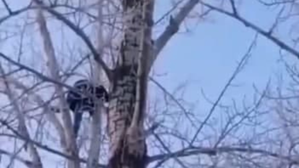 Мужчина изнасиловал падчерицу и залез на дерево во время побега от полиции в Омске