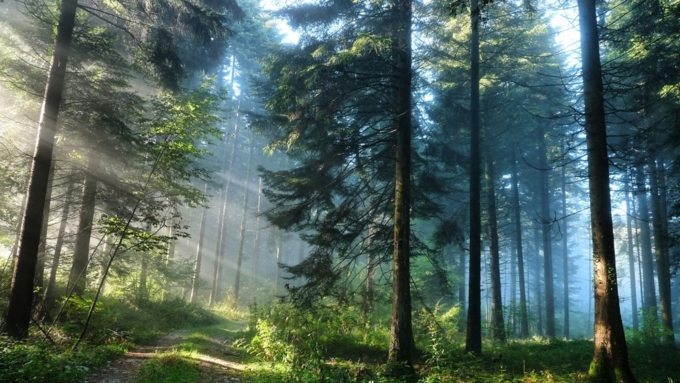 Лишних рубок в алтайских лесах нет — Минприроды