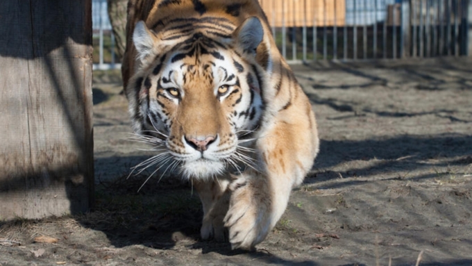 ЧП с тигром в барнаульском зоопарке закончилось миром