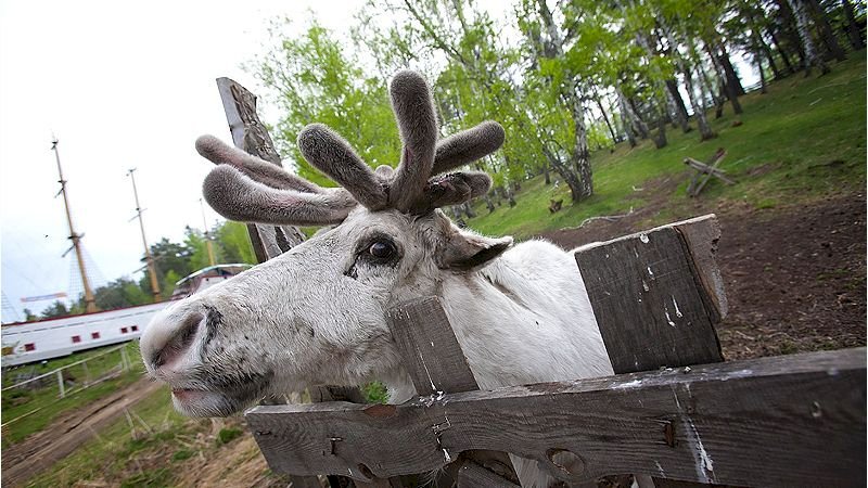 Дом отдыха русский дом тальменка