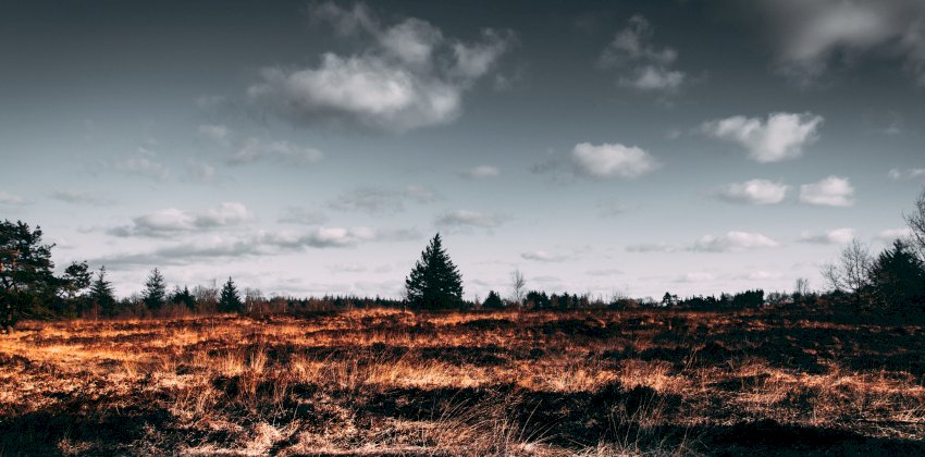 В Алтайском крае увеличилось количество природных пожаров