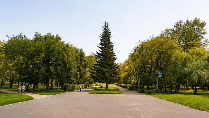 Главная барнаульская елка может переехать в парк Изумрудный