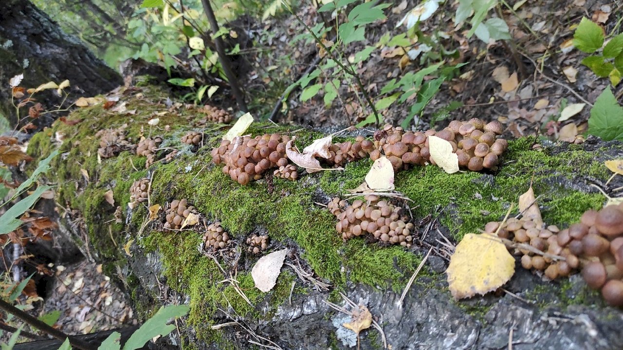 На Алтае грибники собирают опята уже вёдрами и коробками. Где сейчас искать  эти грибы