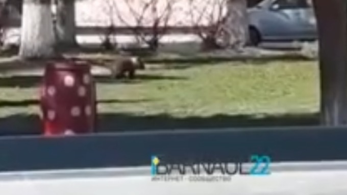 Соцсети: медвежонка заметили в одном из барнаульских дворов