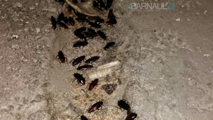 Жители Барнаула рассказали о тараканах, вылезающих на улицы по ночам