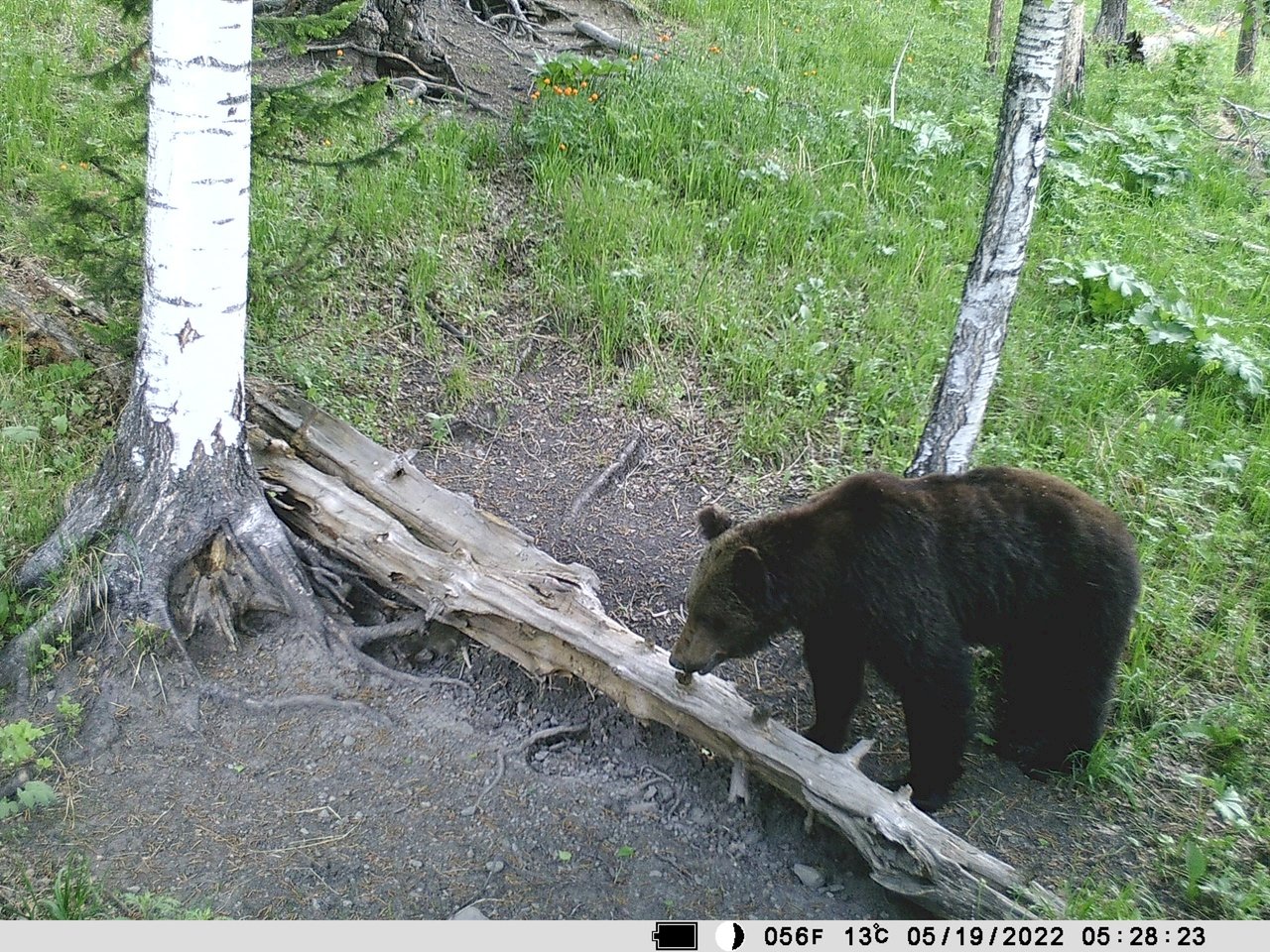 Медведь в тайге фото