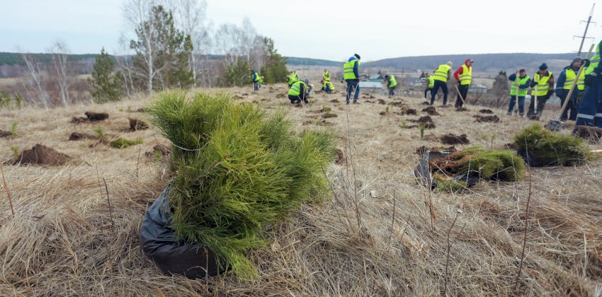 В союзе с природой: в селе Косиха высадили более трех тысяч новых деревьев