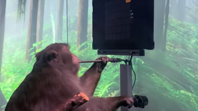 Илон Маск показал, как обезьяна со встроенным чипом играет в видеоигры