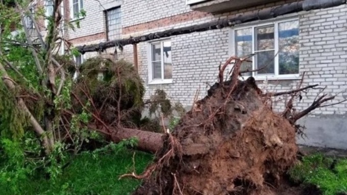 Сносило остановки и выворачивало деревья с корнями. Итоги разгула стихии в Алтайском крае