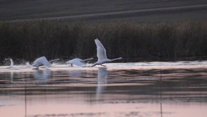 Лебеди вернулись на алтайское озеро, ставшее памятником природы